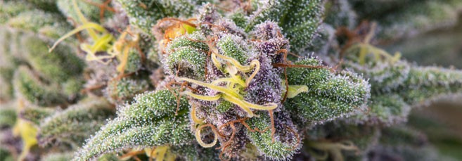 Созревание соцветий