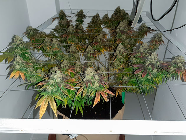 Финальный снимок растения в гроубэге Куст Blackberry Moonrocks перед харвестом