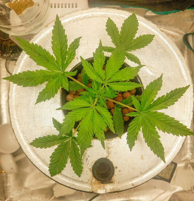 Куст Bruce Banner Auto на 4 неделе выращивания