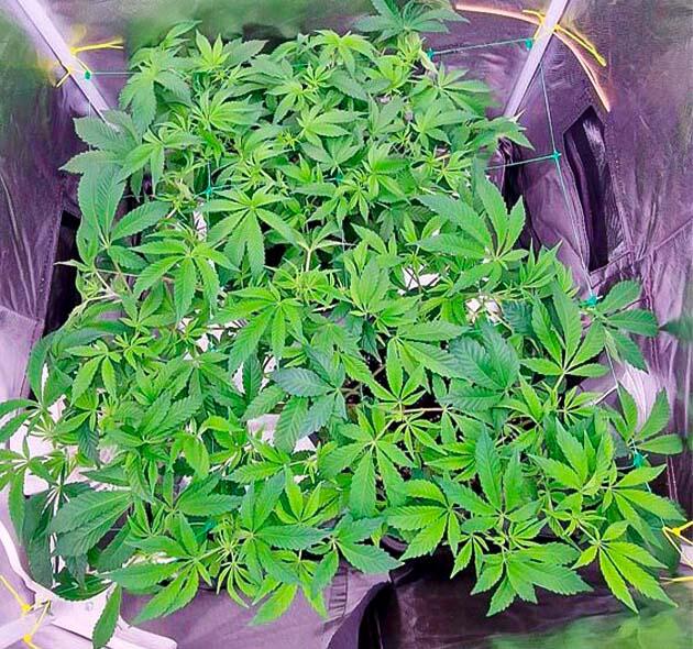 Последняя неделя вегетации конопли 8 неделя выращивания сорта Poddy Mouth