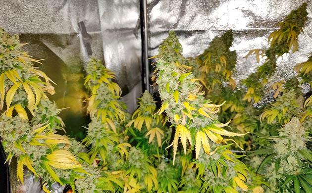 Янтарные трихомы марихуаны LSD от Barney's Farm