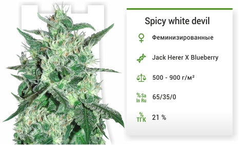 описание сорта Spicy white devil описание сорта Spicy white devil