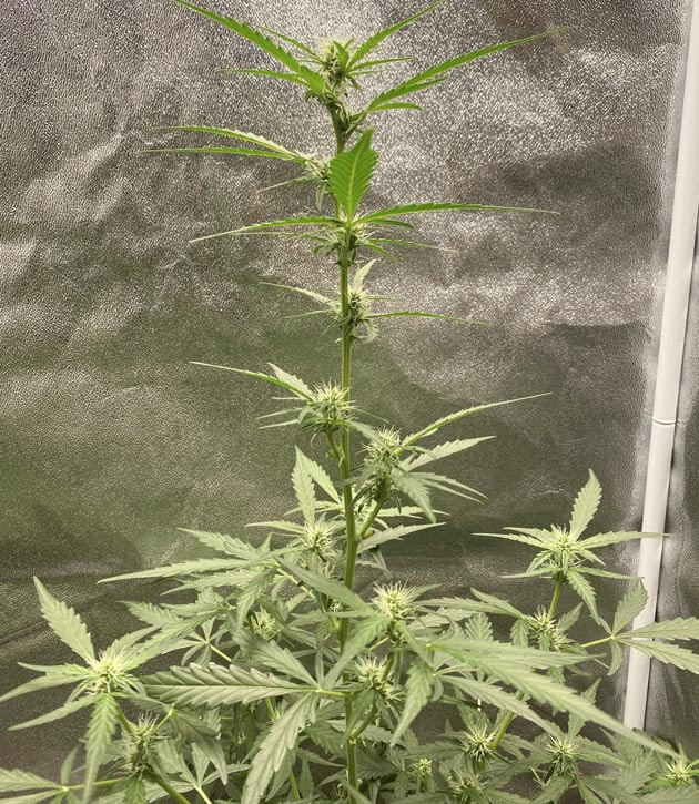 Проведение дефолиации Куст Banana Purple Punch Auto на 6 неделе