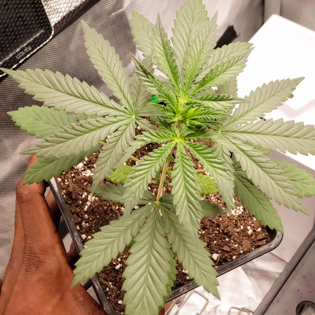 Условия полива конопли на стадии вегетации 4 узла на кусте в 1 неделю выращивания