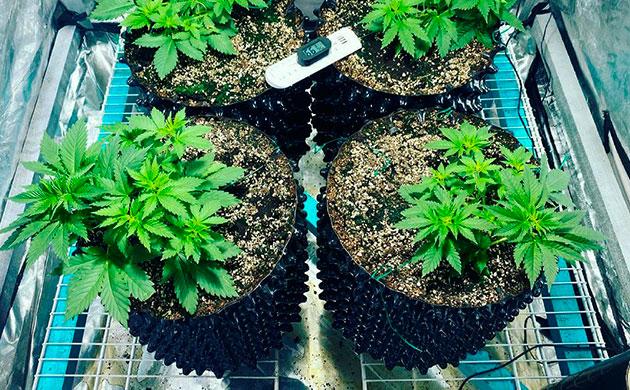 Эйр поты для выращивания марихуаны в индоре Air Pot