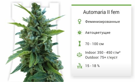 Сорт конопли Automaria II Automaria II fem от Paradise Seeds