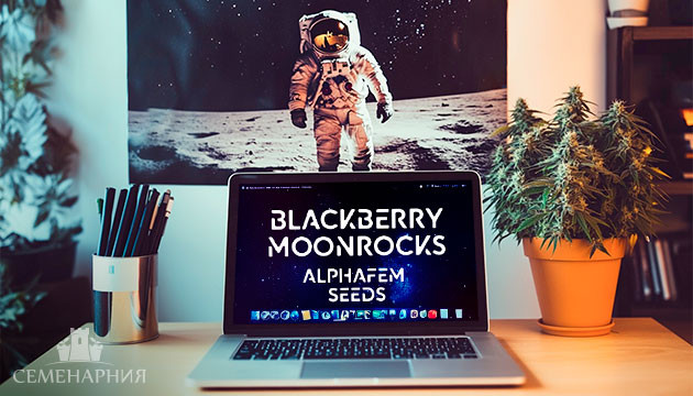 Выращивание сорта марихуаны Blackberry Moonrocks в индоре Гроурепорт сорта Blackberry Moonrocks