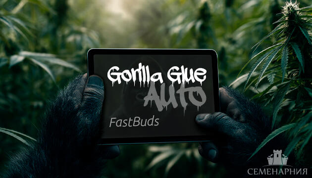 Гроурепорт сорта конопли Gorilla Glue Auto от FastBuds Выращивание сорта марихуаны Gorilla Glue Auto от FastBuds