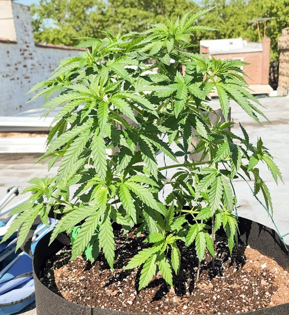 Условия выращивания на 5 неделе Куст сорта конопли Runtz Punch на улице