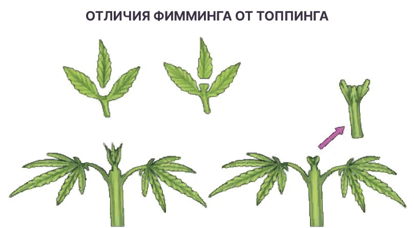Фимминг конопли Как делать фимминг