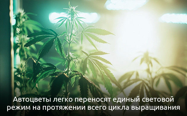 Для автоцветов не надо корректировать световой режим Развитие автоцветов не зависит от освещения