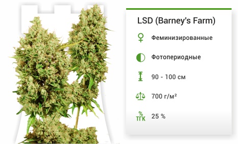 LSD fem от Barney's Farm LSD fem от Barney's Farm