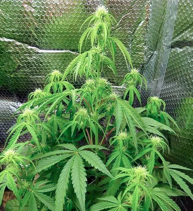 Удобрения для конопли и развитие соцветий 6-я неделя развития Wedding Cake Auto