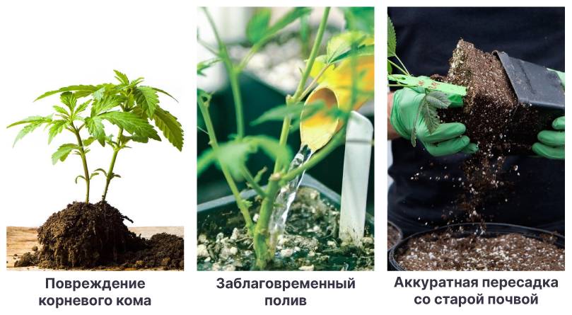 Ошибки при пересадке Повреждение корней и правильный полив