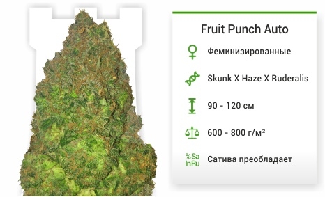 описание сорта Fruit Punch Auto описание сорта Fruit Punch Auto