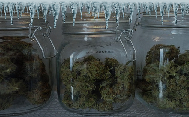 Хранение шишек конопли