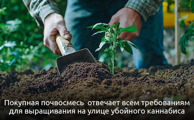 Подготовка грунта для выращивания конопли в ауте
