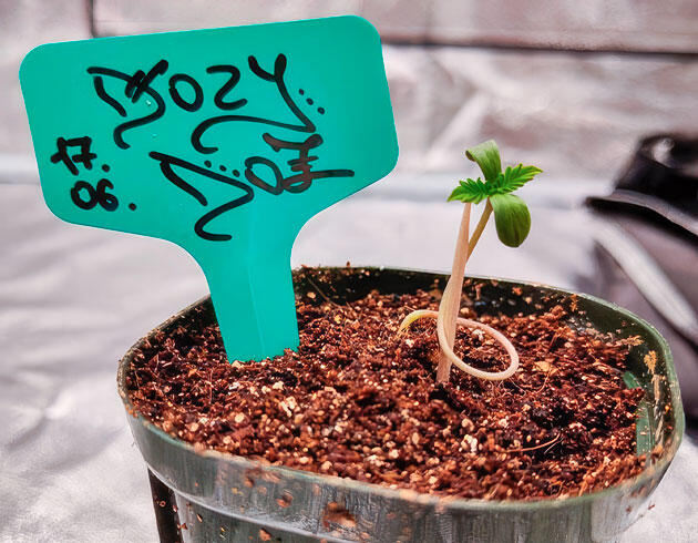 Освещение и удобрения для марихуаны Росток Dozy Doz от AlphaFem Seeds на 1-2 неделе выращивания