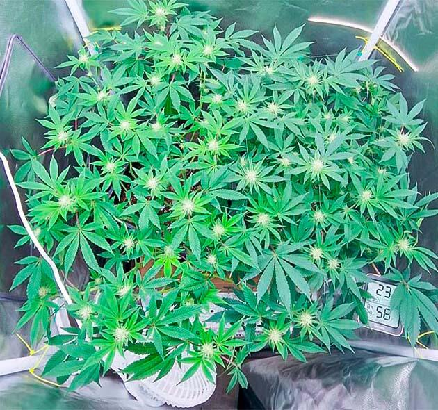 Признаки гермафродитизма у одного из кустов 10-11 неделя сорта Poddy Mouth от Humboldt Seed Company