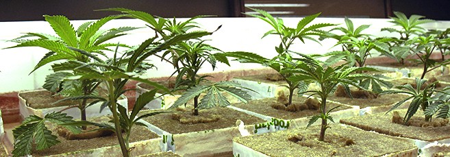 Проращивание на минвате Проращивание автоцветущего сорта в минвате