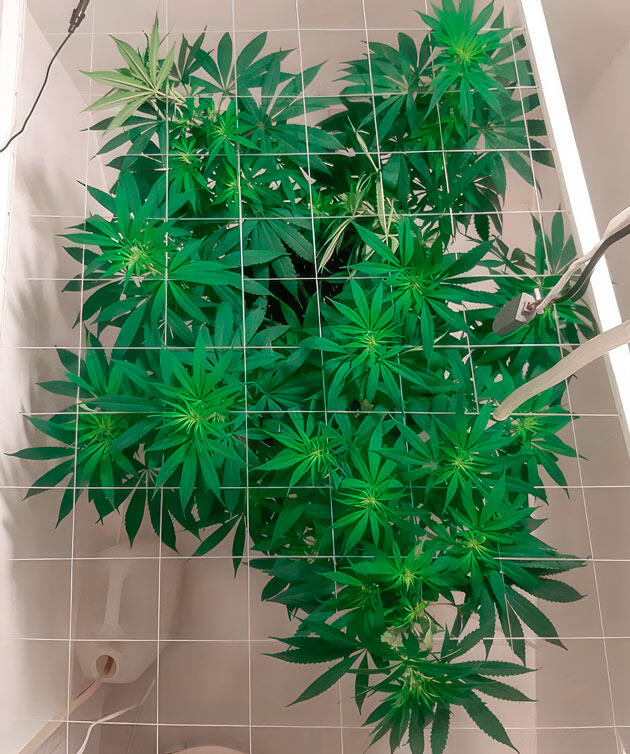 Состав удобрений для цветения Куст Glue Sherbet на 11-12 неделе выращивания