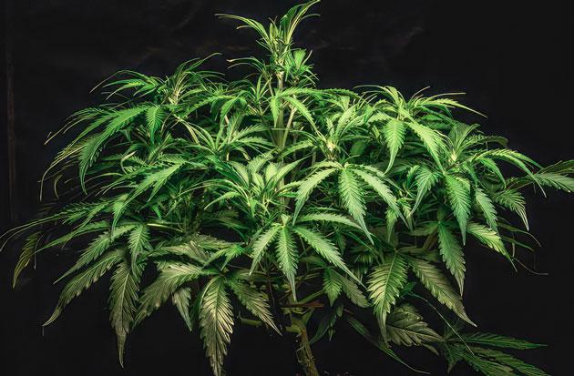 Подготовка к цветению и обновленная схема подкормки Куст Lemon AK Auto на 6 неделе выращивания