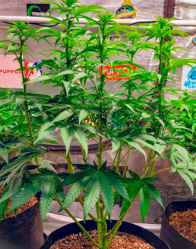 Куст DDoS #33 от сидбанка Herbies Seeds на 7 неделе