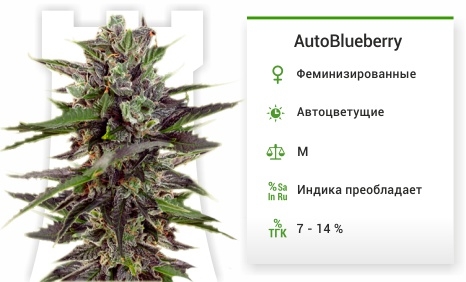 описание сорта AutoBlueberry описание сорта AutoBlueberry