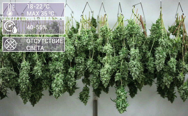 Сушка конопли