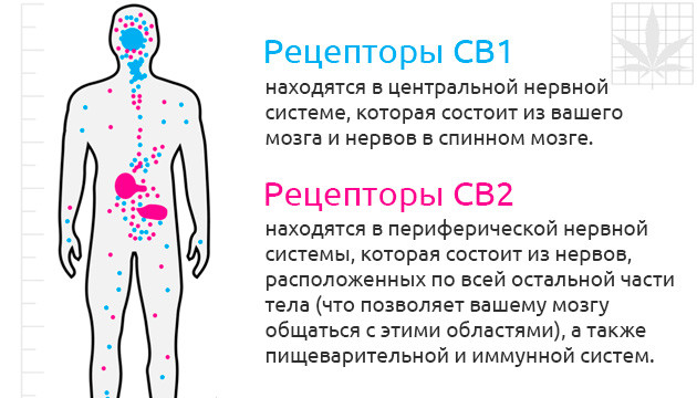 CB1 и CB2 в организме Рецепторы CB1 и CB2