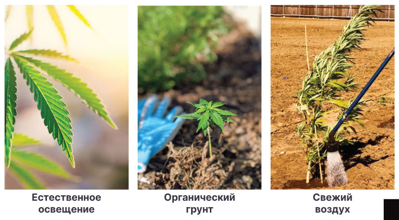 Условия для выращивания конопли в аутдоре Освещение, грунт и воздух