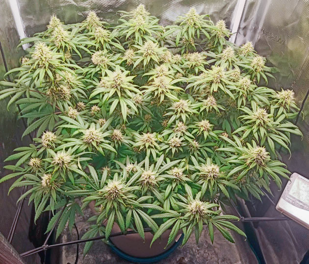 Небольшая дефолиация, покрытие соцветий трихомами Куст Bruce Banner #3 от Herbies Seeds на стадии цветения