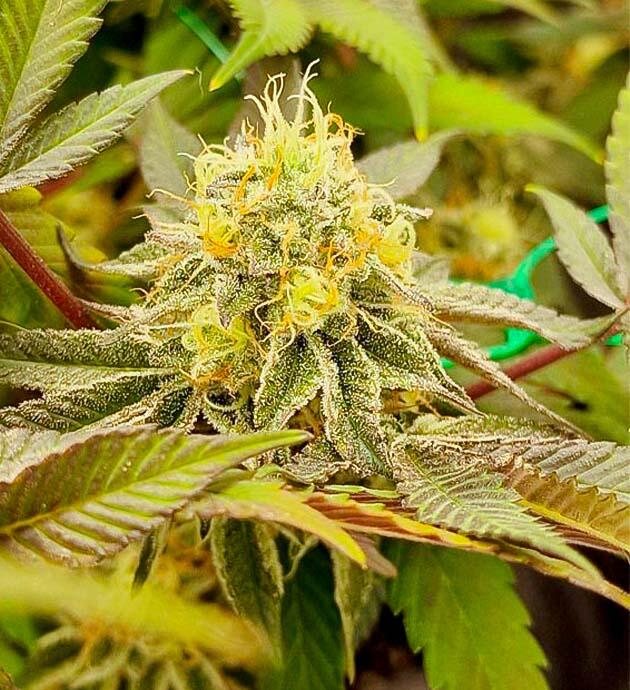 Пожелтение листвы Куст Poddy Mouth от Humboldt Seed Company на 13 неделе