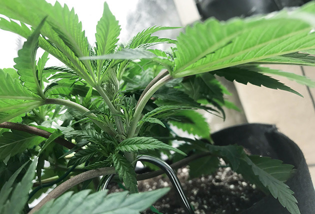 Метод LST и мейн-лининг 3 и 4 недели выращивания