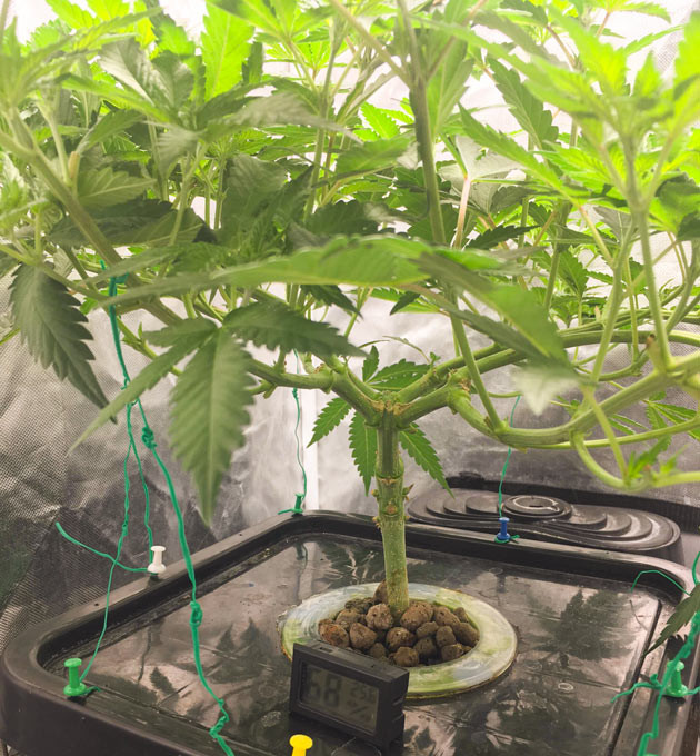 Формирование кроны Куст DDoS #33 на 6 неделе выращивания