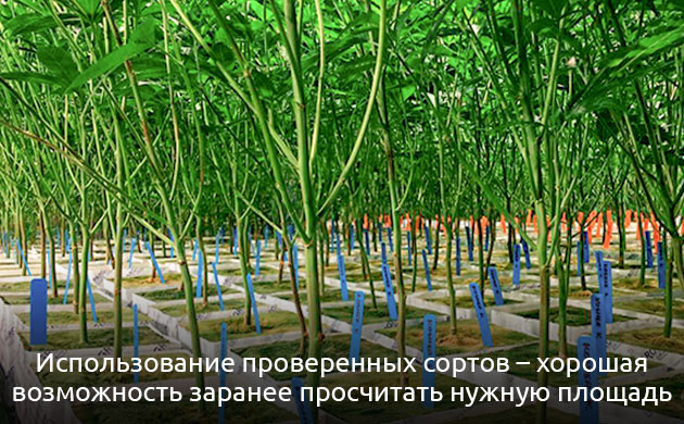 Правильное размещение кустов при выращивании в индоре Сколько кустов конопли можно выращивать на 1 м2 в закрытом грунте