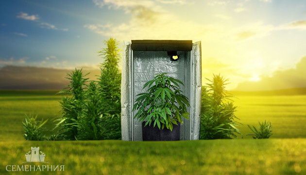 Выращивание автоцветущей конопли