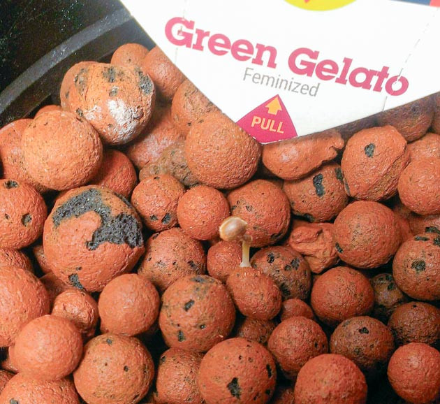 Проращивание семени Корешок Green Gelato