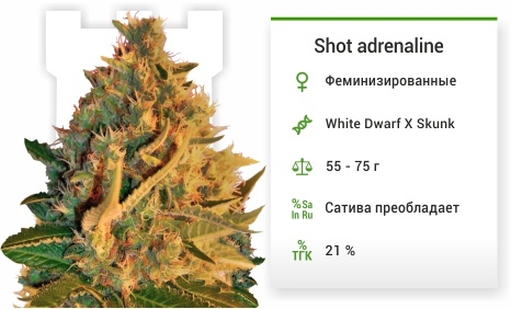 описание сорта Shot adrenaline описание сорта Shot adrenaline