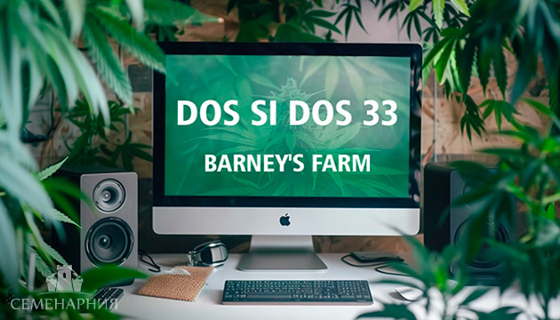 Выращивание сорта марихуаны Dos Si Dos 33 в индоре Гроурепорт сорта Dos Si Dos 33