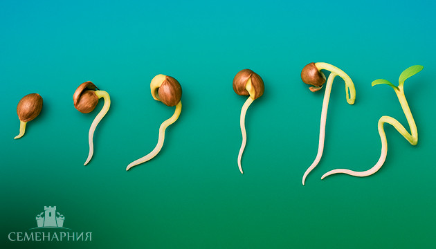 Проращивание семян конопли