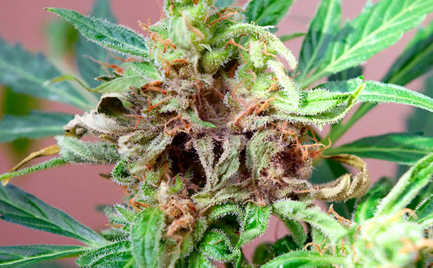 Шишка пораженная серой гнилью