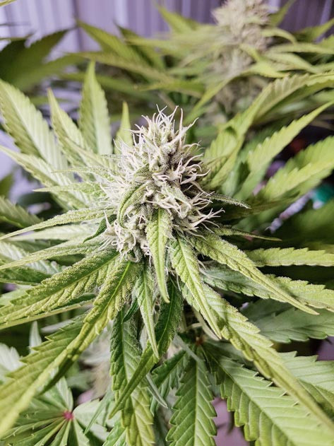 8 неделя выращивания Куст ростом 60 см