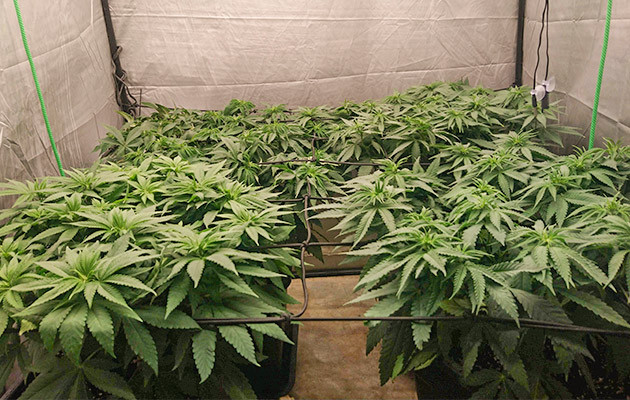 Перевод на цветение на 7 неделе Кусты конопли на цветении