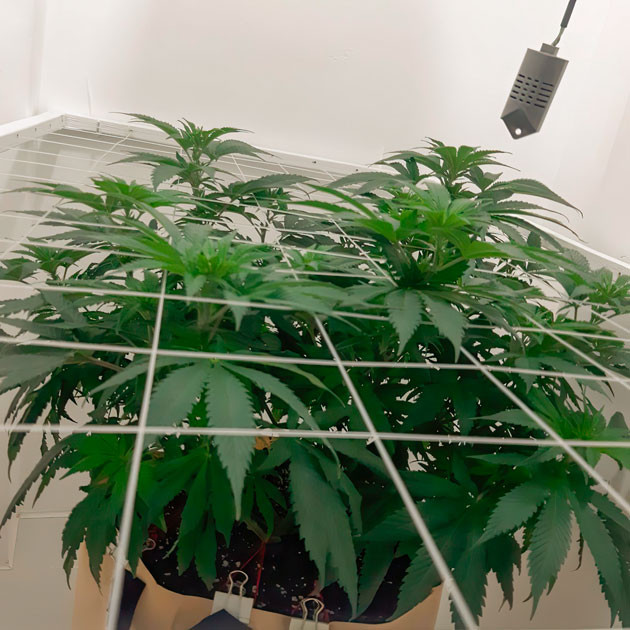 Полив чистой водой Куст Blackberry Moonrocks на 8 неделе выращивания