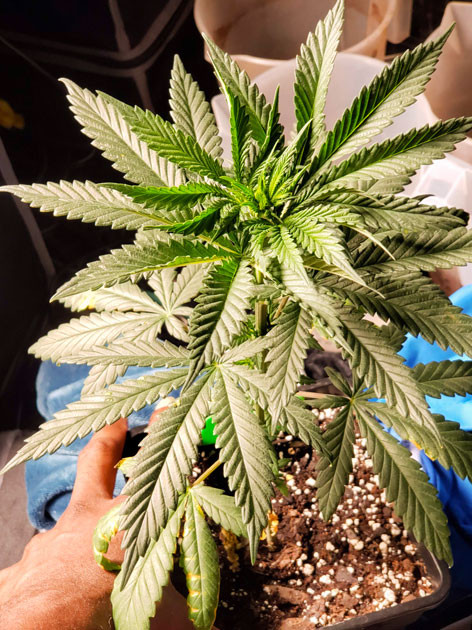 Проблемы с ожогом на листьях 2 неделя выращивания