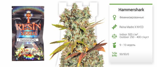 описание сорта Hammershark