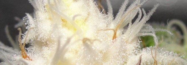 Наросты на марихуане Белые наросты на макушке конопли