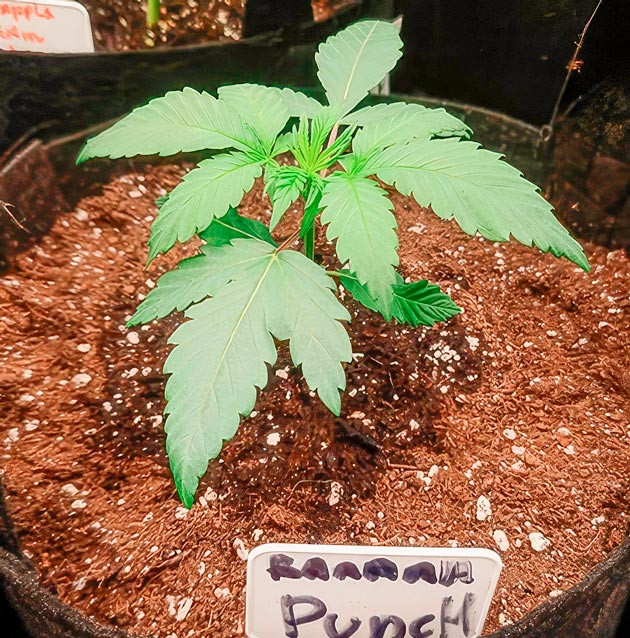 Полив и микроклимат в гроубоксе Росток Banana Punch от Barney's Farm на 3 неделе выращивания