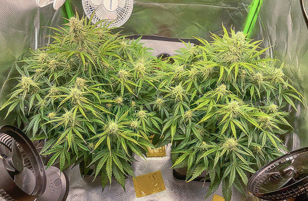 Корректировка притательного раствора Кусты Apollo F1 Auto от RQS на стадии цветения